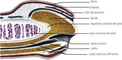 Diagramma anatomia pene e prepuzio