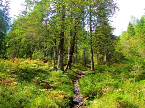 Foresta di faggi e pini su un pendio
