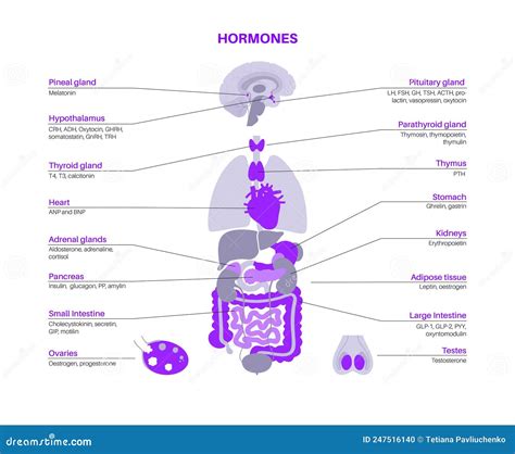 rappresentazione stilizzata del sistema endocrino femminile e maschile