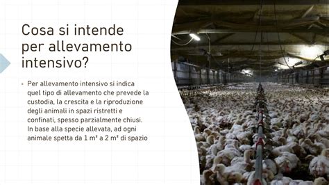 Dilemma della custodia degli animali