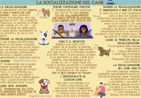 Infografica sulla responsabilità dei proprietari di cani