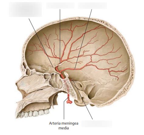 Schema anatomico dell'arteria meningea media e dei suoi rami all'interno del cranio