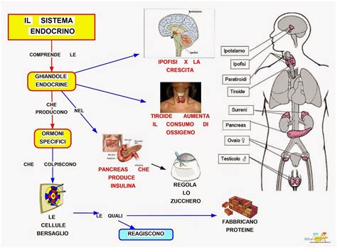 rappresentazione schematica dell'ipofisi e del sistema endocrino umano