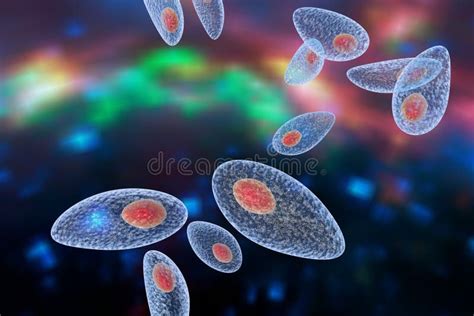 rappresentazione microscopica del protozoo Toxoplasma gondii