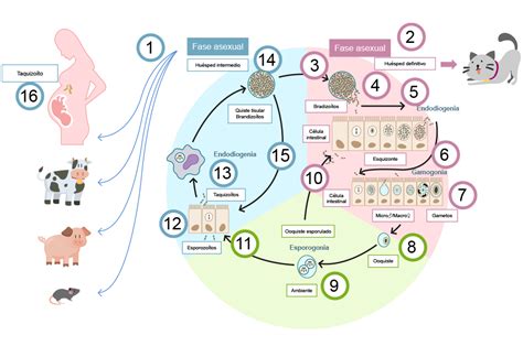 ciclo biologico del Toxoplasma gondii tra gatti, ambiente e uomo