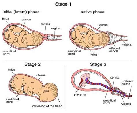 Diagram of birth stages