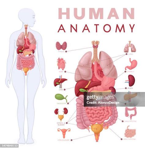 Diagramma anatomia testicolare