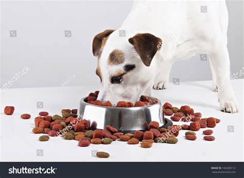 Jack Russell puppy eating