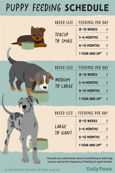 Feeding schedule for puppies