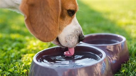 Bowl of fresh water for a puppy