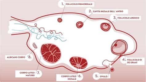 Illustrazione del processo di ovulazione e rottura del follicolo