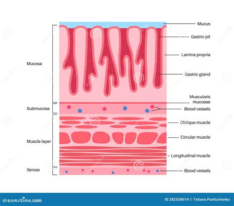 illustrazione schematica di una mucosa vaginale sana e protetta da un film naturale