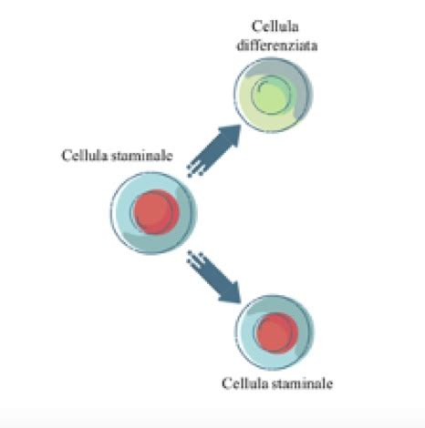 schema della divisione asimmetrica delle cellule staminali