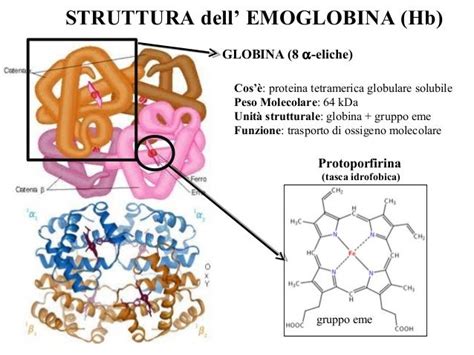 Struttura molecolare dell'hCG con subunità alfa e beta