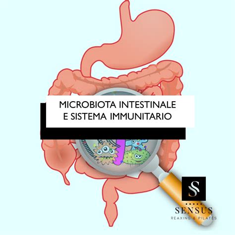 rappresentazione stilizzata dell'anatomia intestinale e del sistema immunitario