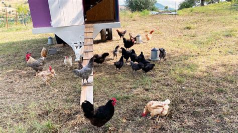 Galline che razzolano sotto gli ulivi