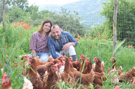 Galline in allevamento estensivo in un pascolo verde