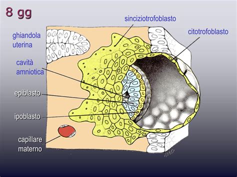 Micrografia del sinciziotrofoblasto e citotrofoblasto