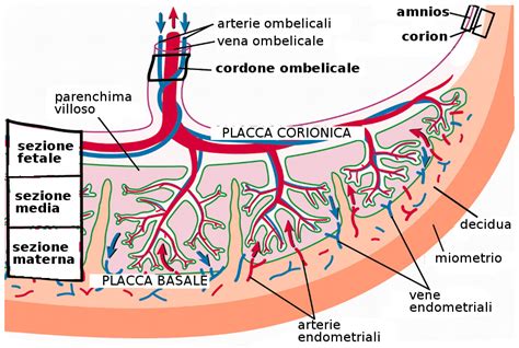 Struttura dei villi coriali e spazio intervilloso