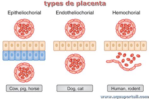 Tipi di placenta nei mammiferi