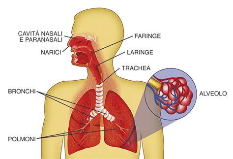 Schema anatomico che illustra le differenze tra vie aeree pediatriche e dell'adulto