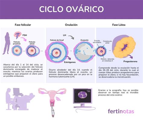 illustrazione scientifica del ciclo ovarico e della riserva follicolare
