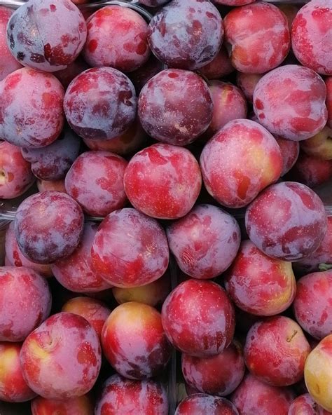illustrazione grafica di una varietà di frutta fresca (mele, pere, prugne) adatta ai neonati