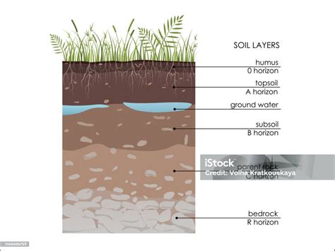diagramma che illustra i fattori chiave per l'attecchimento: suolo, acqua, luce e cura umana