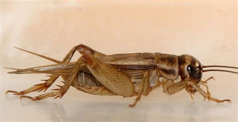 Acheta domesticus su substrato di allevamento
