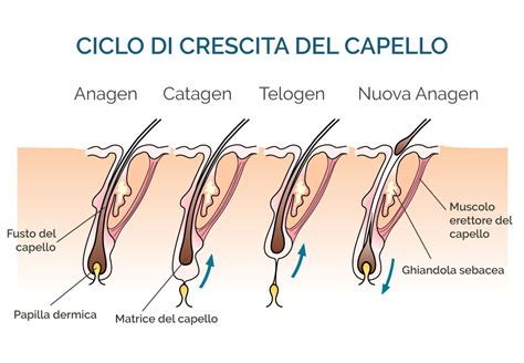 illustrazione scientifica del ciclo di crescita del capello
