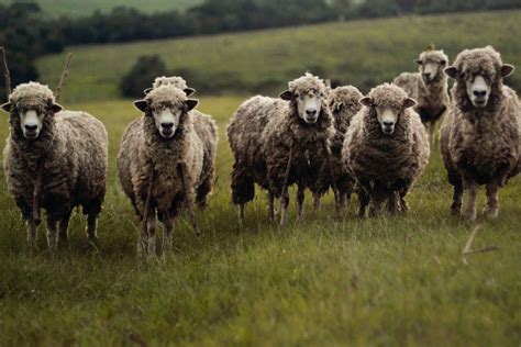 confronto visivo tra una copertina in bamboo e una in lana merino