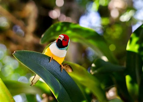 Diamante di Gould in natura