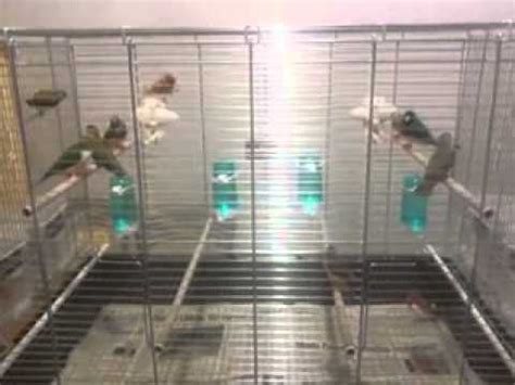 Gabbia ideale per Diamanti di Gould