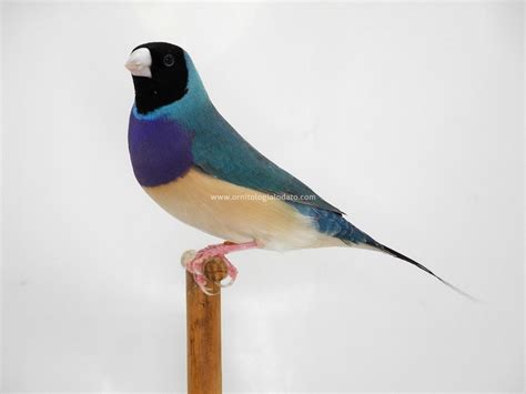 Pulli di Diamante di Gould