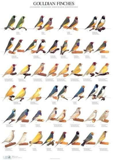 Mutazioni colore Diamante di Gould