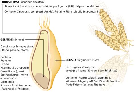 infografica sui benefici dell'olio di mandorle, jojoba e germe di grano
