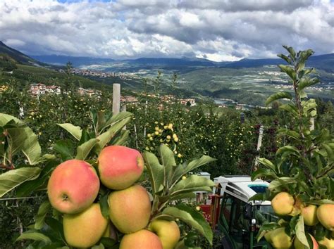 Campo di mele in fiore in Alto Adige