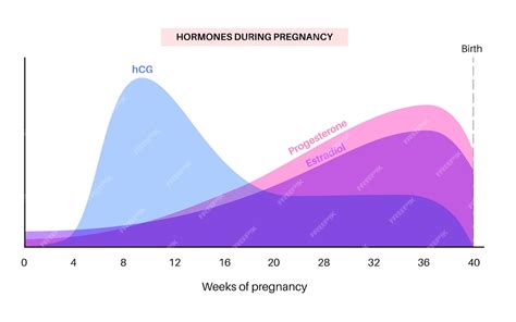 Graphic showing hCG levels rising over time
