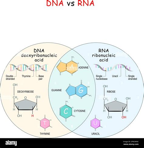 Confronto strutturale tra Tinidazolo e Ciclopiroxolamina