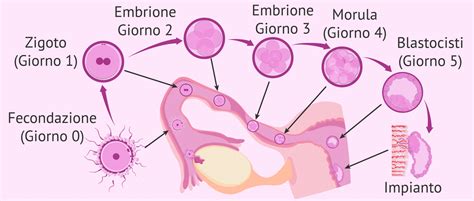 visualizzazione dei passaggi di laboratorio dalla fecondazione al trasferimento embrionale