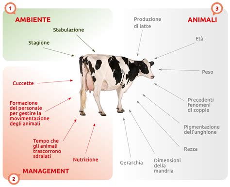 illustrazione scientifica che mostra il bilanciamento nutrizionale nei latti per la crescita