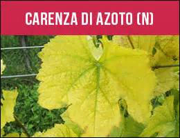 Pianta sana vs Pianta con carenza di azoto