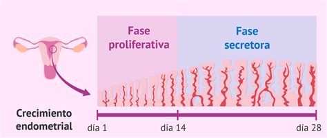 Endometrio Uterino Preparato