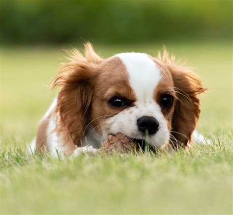 cuccioli di cane in un ambiente domestico pulito