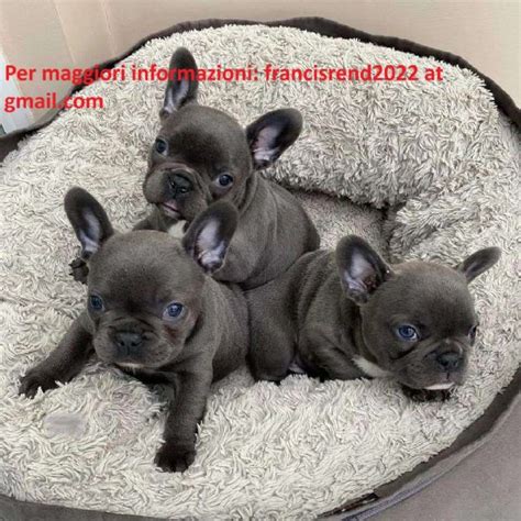 cucciolo di bulldog francese in fase di svezzamento