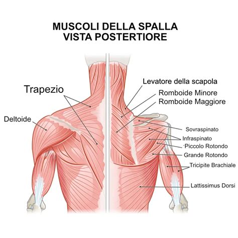 schema anatomico della distocia delle spalle