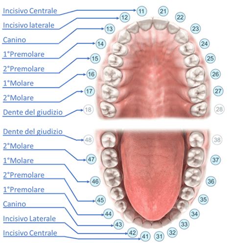 illustrazione scientifica della dentatura infantile e dello sviluppo del palato