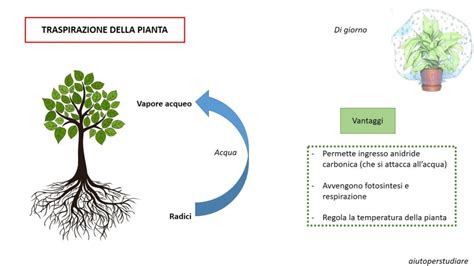 Schema illustrativo della corretta traspirazione della pelle infantile