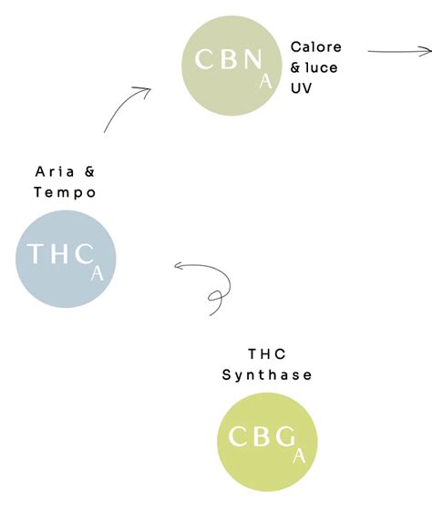 Schema del passaggio del THC attraverso la placenta