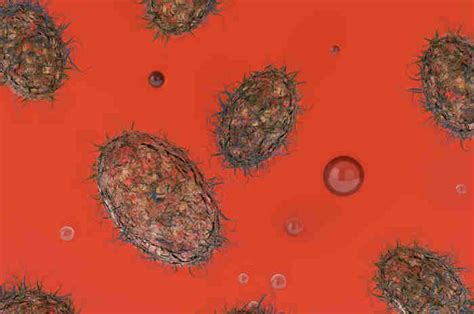 Virus del morbillo al microscopio